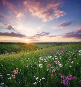A picturesque landscape with a field of wildflowers in the foreground, including pink and white blooms. The sun sets on the horizon, casting warm hues across the scattered clouds and illuminating the lush green fields beneath a colorful sky.