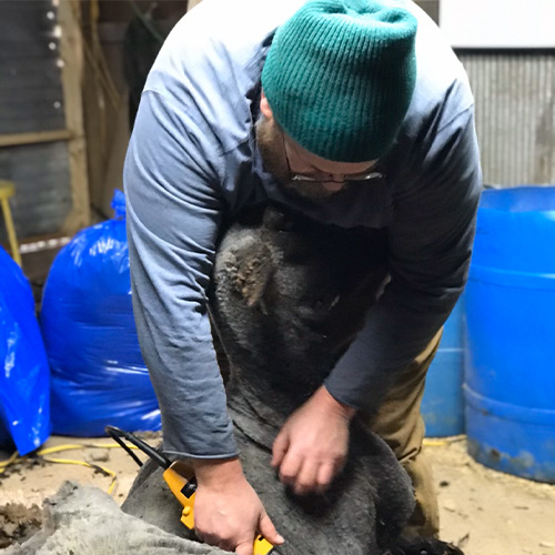 Matthew Anderson expertly shears a sheep, wearing a green beanie and glasses, with blue bags scattered in the background. The rustic setting of the barn adds charm to his skilled technique.