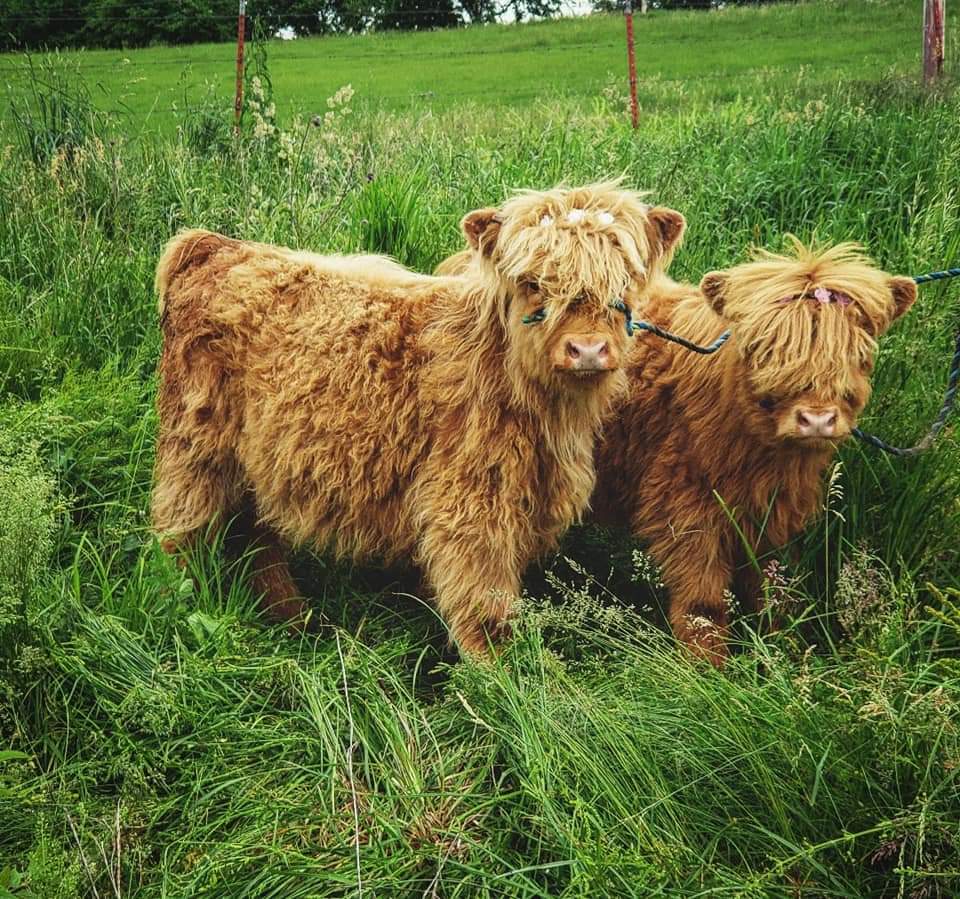 Two fluffy Highland calves with shaggy, light brown coats stand in a lush green field. The grass is tall and vibrant, and a fence is visible in the background.